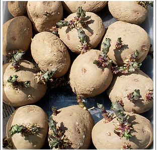 Seed Potatoes Available