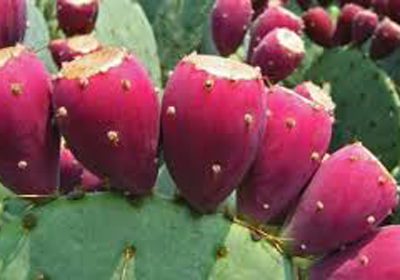 Tunas : Cactus Fruit